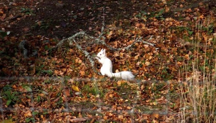 Предстои да бъде установено дали става въпрос за катеричка – албинос Предстои да бъде установено дали става въпрос за катеричка – албинос