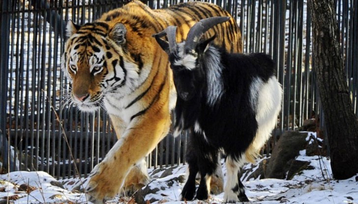 Заради приятелството си с тигър, руският козел Тимур се превърна в световна знаменитост, но наскоро почина в зоопарка във Владивосток