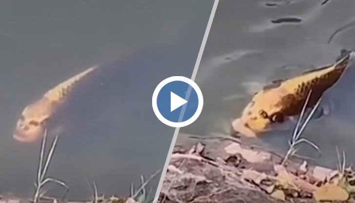 На главата й има две големи петна, наподобяващи човешки очни ябълки, две вертикални линии, приличащи на нос, и една хоризонтална, на мястото на устата