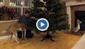 Куче помага на стопанина си да украси елхата