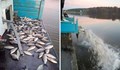 Зарибиха езерото в лесопарк “Липник“ с още 1 тон риба