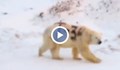 Полярна мечка с надпис "Т-34" слиса еколози в Русия
