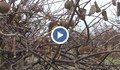 Вече отглеждаме киви, вместо ябълки