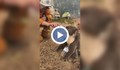 Пожарникар дава вода на коала на фона на бушуващите пожари в Австралия