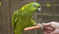 Откраднаха рядък вид папагал от зоопарка в Добрич