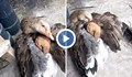 Гъска спаси кученце от измръзване
