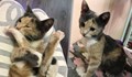 Котенце спешно търси дом в Русе