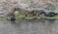 Откриха двойка черни лебеди, избягали от благоевградски парк
