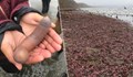 Хиляди червеи заляха плаж в Калифорния