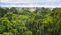 Най-високото дърво в амазонската джунгла е 88 метра