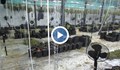 МВР показа как изглежда една оранжерия за марихуана