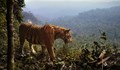 Тигри убиват фермери на остров Суматра
