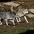 Вълци тормозят стопаните в Болярово