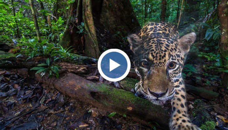 Потребителите ще могат да проследяват 4,5 милиона индивида. Всеки ще може да качи снимки за разширяване на базата данни