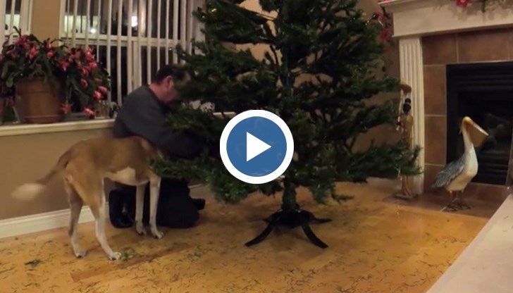 Пончо много обича Брент и го следва като сянка из цялата къща