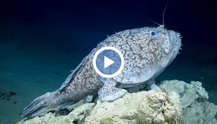 Странното същество сякаш има крака, но всъщност това са плавници