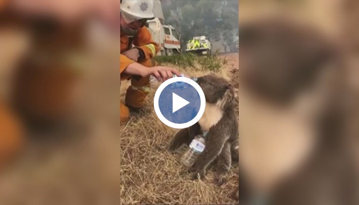 Огнеборците се натъкнали на жадното животно, докато се борели с пламъците