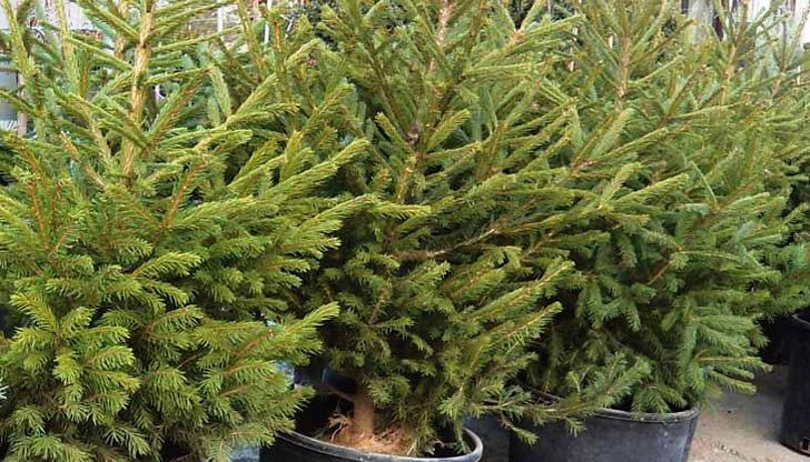 Неголяма елха в саксия от мястото на производството може да се купи за 3 до 10 лв., а на дребно цената й в повечето случаи е над двайсетачка Неголяма елха в саксия от мястото на производството може да се купи за 3 до 10 лв., а на дребно цената й в повечето случаи е над двайсетачка