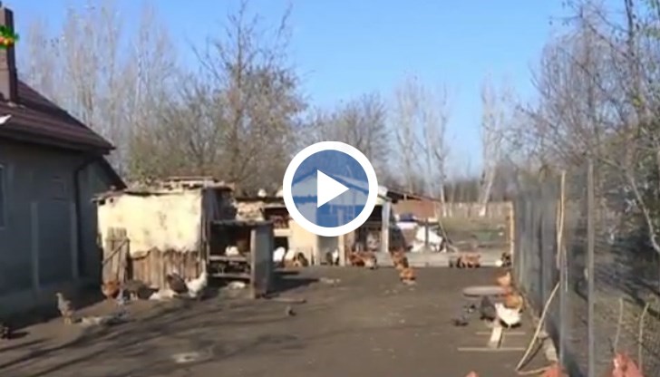 Взривът на заболяването по птиците е регистрирано в окръг Кълъраш, Румъния