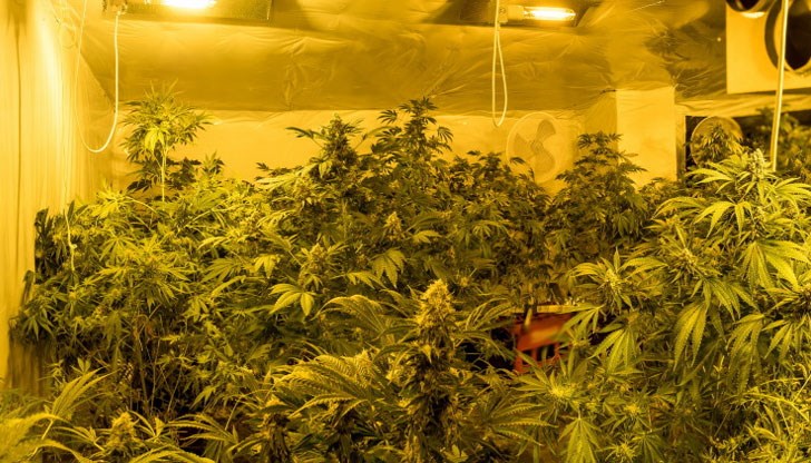 Криминалисти иззеха растения марихуана и суха тревна маса