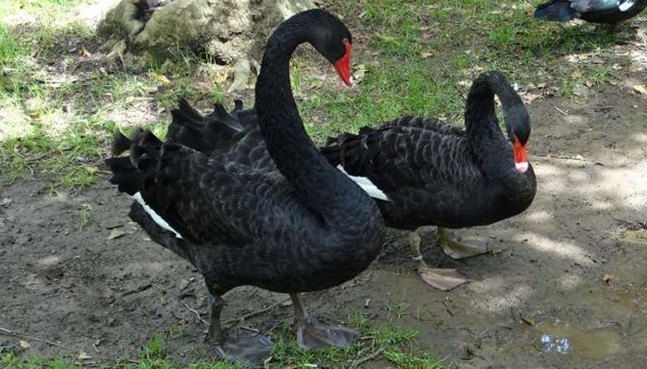 Вероятно черните лебеди са били нападнати от бездомно куче, или лисица в тъмната част на денонощието Вероятно черните лебеди са били нападнати от бездомно куче, или лисица в тъмната част на денонощието