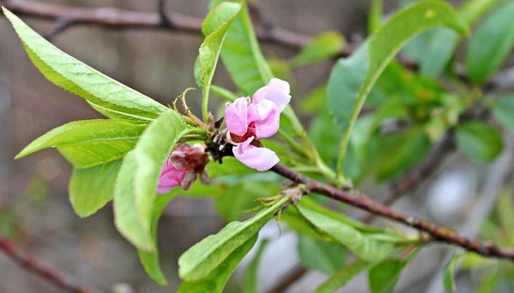 Навръх Коледа, фотоокото на дефилето - Борис Кръстев, улови поредното коледно чудо в областта