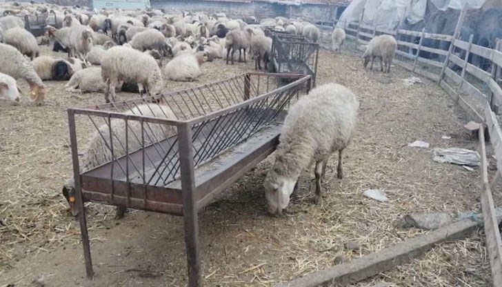 400 овце гладуват, след като пожар изпепели склада с храната за животните