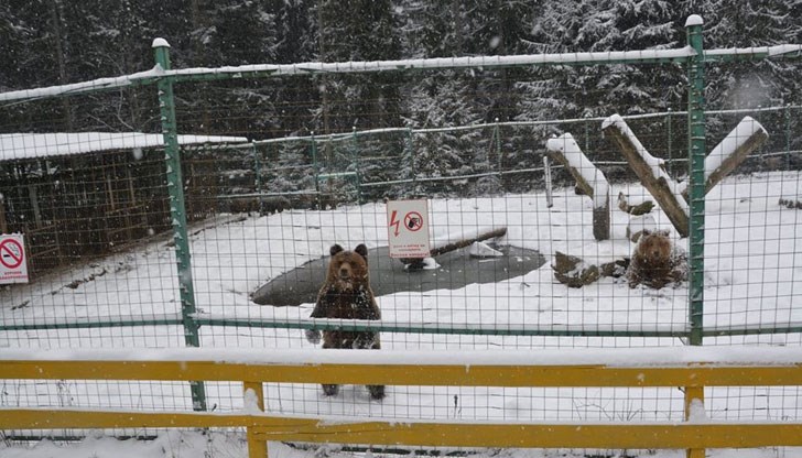 Рекордно високите температури влияят на мечоците Рекордно високите температури влияят на мечоците