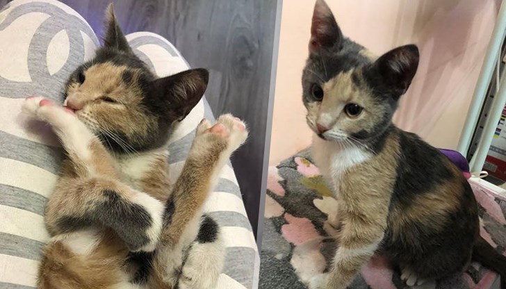 Живяло е в апартамент и е изхвърлено на улицата. С хигиенни навици и много гальовно