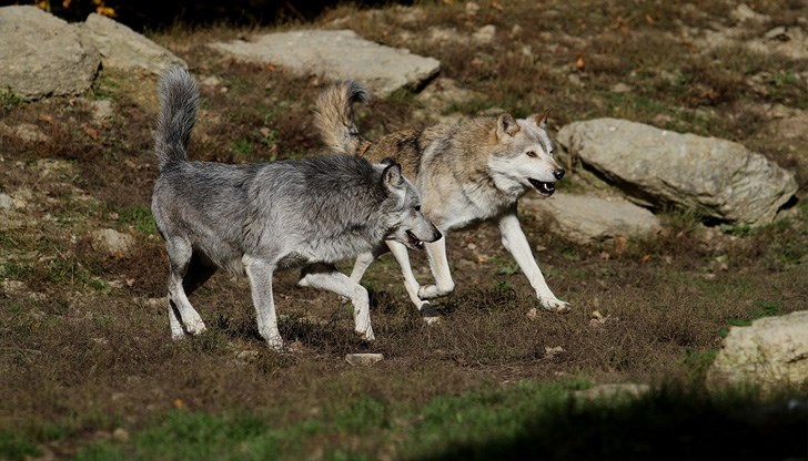 Популацията на хищниците расте с всяка изминала година