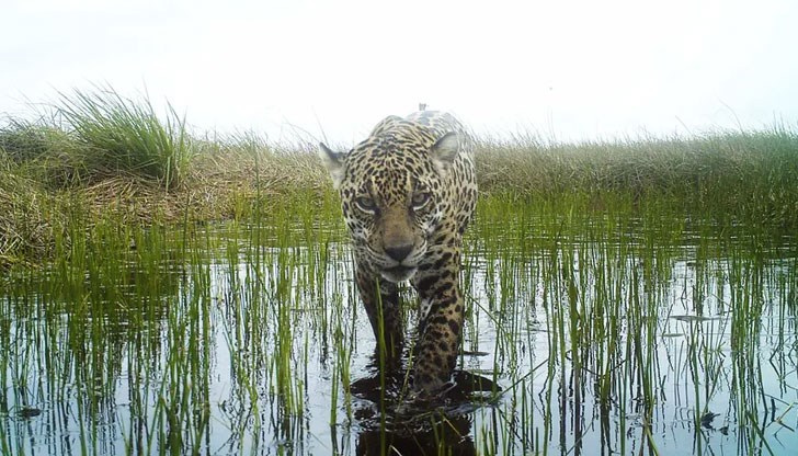 Хищниците имат две техники за риболов
