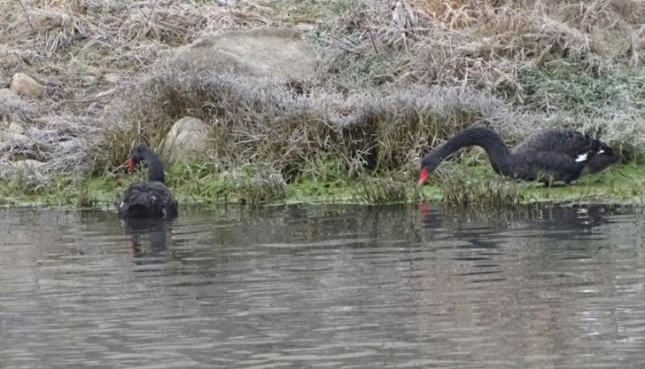 Лисица е подплашила птиците на 3 декември сутринта