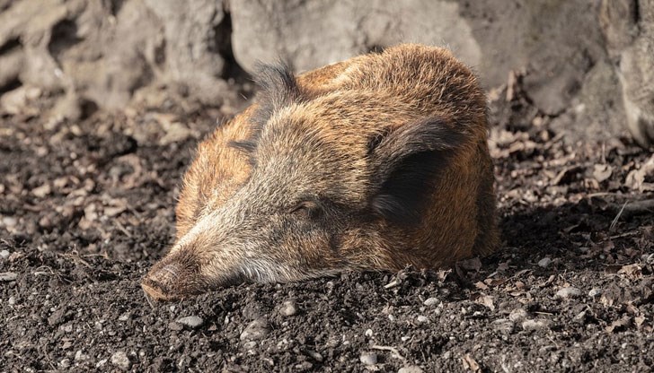 Заразеното животно е намерено в района на Мъглиж
