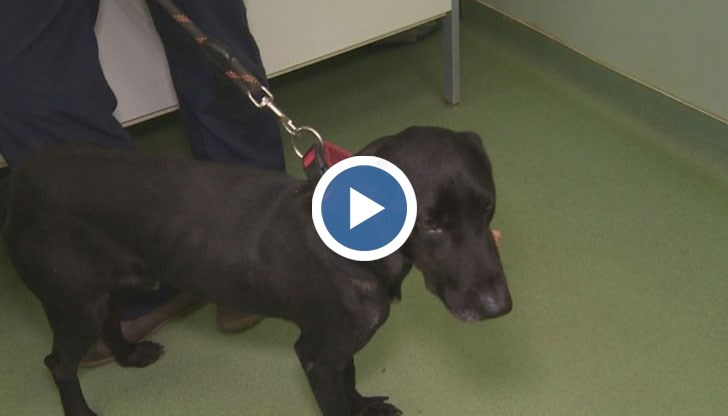 В дома на насилника живее още едно кученце, а той е известен с жестокостта си