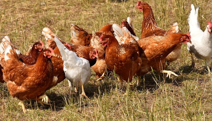 По думите ѝ обаче икономически подобно заболяване би донесло много загуби
