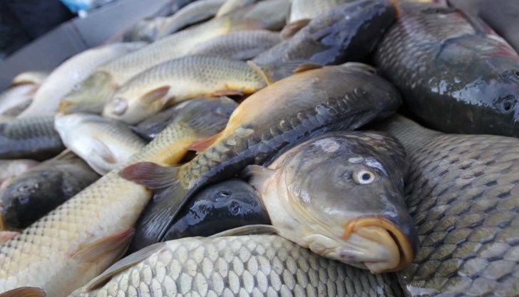 Шараните от Дунава идват от развъдници