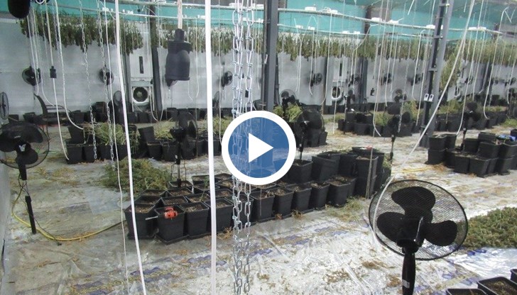 Схема за производство и разпространение на марихуана разкриха криминалисти на ОДМВР - Русе