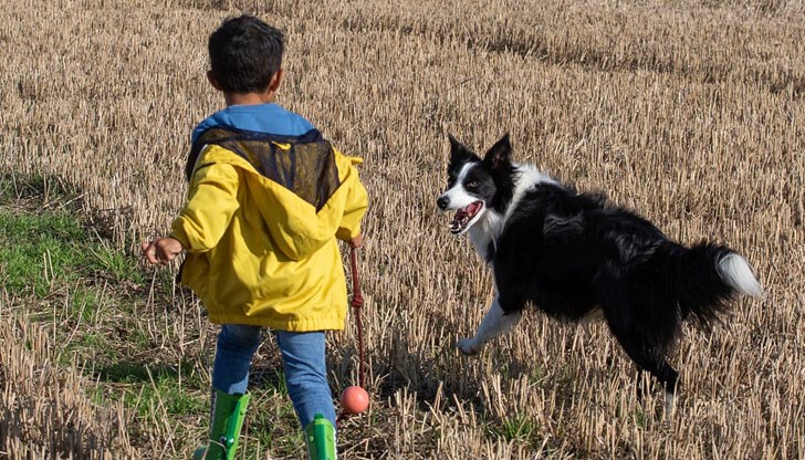 Оказва се, че четириногите приятели пренасят бактерии, предпазващи от болестта Оказва се, че четириногите приятели пренасят бактерии, предпазващи от болестта