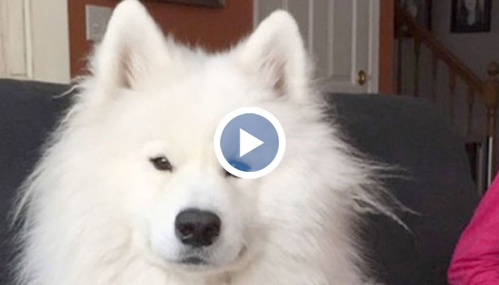 Бях шокирана, но Нанук харесва подстрижката си