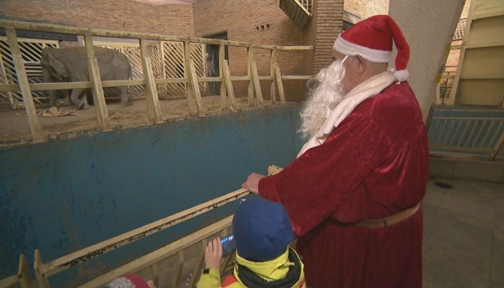 Бели магарета са облечени с коледни наметала и шапки