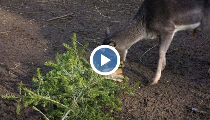Всеки, който иска, може да дари своята елха след празниците на зоокъта