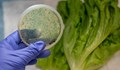 Какво трябва да знаем за бактериите в храните?