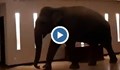 Слон се разхожда свободно в хотел в Шри Ланка
