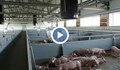 Умъртвяват над 24 хиляди прасета в Никола Козлево