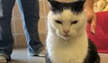 Търсят дом за най-злата котка на света