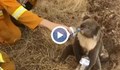 Глътка вода след пламъците: Така спасяват коалите в Австралия