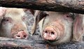 Умъртвяват 40 000 прасета във Варненско