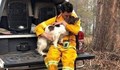 Над 1 милиард животни са загинали в пожарите в Австралия