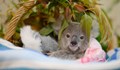 В цял свят се плетат одеяла за пострадалите животни от пожарите в Австралия