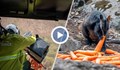 Изсипаха тонове храна от хеликоптер за бедстващите животни в Австралия